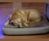 roscoe, a Labrador Retriever and American Pit Bull Terrier mix tested with EmbarkVet.com