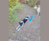 Ted, a Formosan Mountain Dog tested with EmbarkVet.com