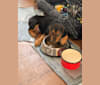 Sullivan, an American Foxhound and Labrador Retriever mix tested with EmbarkVet.com