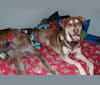 Photo of Chu, a Labrador Retriever, Siberian Husky, Golden Retriever, and Chow Chow mix in Midlothian, Virginia, USA