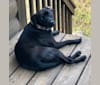 Galena, a Labrador Retriever and American Pit Bull Terrier mix tested with EmbarkVet.com