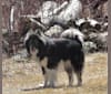 Randal, a Greenland Dog tested with EmbarkVet.com
