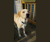 Whiskey Tango Foxtrot Birtchman, a Labrador Retriever and Golden Retriever mix tested with EmbarkVet.com