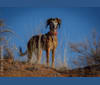 Larissa, a Saluki tested with EmbarkVet.com