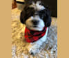 Jackson, a Zuchon tested with EmbarkVet.com