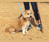Photo of Walter, a Lhasa Apso, American Eskimo Dog, and Pembroke Welsh Corgi mix in California, USA