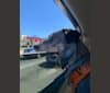 Cooper, an Australian Cattle Dog tested with EmbarkVet.com