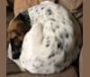 Zoe, a Labrador Retriever and American Foxhound mix tested with EmbarkVet.com