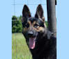 Lightning, a German Shepherd Dog tested with EmbarkVet.com