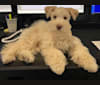 Piotr, a Miniature Schnauzer tested with EmbarkVet.com