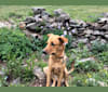 Bennie, a German Shepherd Dog and Australian Cattle Dog mix tested with EmbarkVet.com