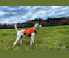 Photo of Barley, a Pointer  in Boscawen, New Hampshire, USA