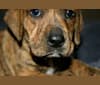 Peanut, an American Pit Bull Terrier and Labrador Retriever mix tested with EmbarkVet.com
