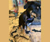 Gracie, a Rottweiler and Golden Retriever mix tested with EmbarkVet.com