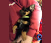 Maddie, a Basset Hound and Pomeranian mix tested with EmbarkVet.com