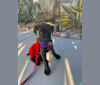 Artie, a Cane Corso tested with EmbarkVet.com