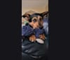 Photo of Buck, a Labrador Retriever, Beagle, German Shepherd Dog, Boxer, and Mixed mix in Fairview, West Virginia, USA