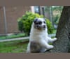 Kylo, a Pomeranian tested with EmbarkVet.com