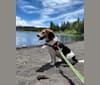 Zero, a Beagle tested with EmbarkVet.com