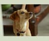 Rory, a Basset Hound and Chihuahua mix tested with EmbarkVet.com