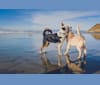 Gnocchi, an Australian Cattle Dog and Australian Shepherd mix tested with EmbarkVet.com