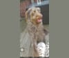 Photo of Archie, a Poodle (Standard), Greyhound, Saluki, and Golden Retriever mix in Louth, England, United Kingdom