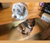Hattie, a Dachshund (4.3% unresolved) tested with EmbarkVet.com