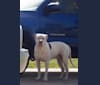 Thor, an American Bulldog tested with EmbarkVet.com