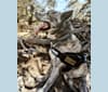 Photo of Huginn, a Siberian Husky, American Pit Bull Terrier, and Chow Chow mix in Ridgecrest, California, USA