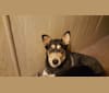 Y, a Siberian Husky and German Shepherd Dog mix tested with EmbarkVet.com