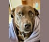 Maui, a Staffordshire Terrier and Labrador Retriever mix tested with EmbarkVet.com