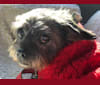 Bucky, a Lhasa Apso and Rat Terrier mix tested with EmbarkVet.com