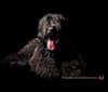 Photo of Vlad (Yarrawon Theodore), a Black Russian Terrier  in Wonga Park VIC, Australia