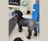 Baxter, a Shih Tzu and Poodle (Small) mix tested with EmbarkVet.com