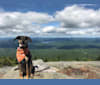 Murphy, a Catahoula Leopard Dog and Beagle mix tested with EmbarkVet.com