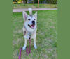 Photo of Doyoon, a Japanese or Korean Village Dog and Jindo mix in 연기군, 대한민국