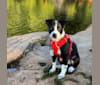 Photo of Darby, an Australian Cattle Dog and American Pit Bull Terrier mix in Boston, MA, USA