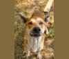 Percy, a Carolina Dog tested with EmbarkVet.com