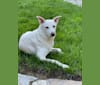 Darwin, a Chow Chow and Labrador Retriever mix tested with EmbarkVet.com