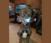 Photo of Wendigo "Wendi", a Weimaraner, German Shepherd Dog, Bluetick Coonhound, American Pit Bull Terrier, and Labrador Retriever mix in Steger, Illinois, USA