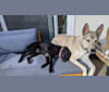 Benji, an American Pit Bull Terrier and Siberian Husky mix tested with EmbarkVet.com
