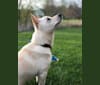 Casper, a Poodle (Small) and Shiba Inu mix tested with EmbarkVet.com