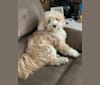 Photo of Laia, a Tibetan Terrier  in New York State, USA