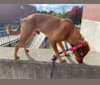 Tucker, an Australian Shepherd and Australian Cattle Dog mix tested with EmbarkVet.com