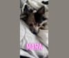 Mara, a Pomeranian tested with EmbarkVet.com