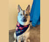 Sona, a Norwegian Elkhound and Siberian Husky mix tested with EmbarkVet.com