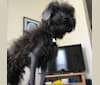 Cosmo, a Poodle (Small) tested with EmbarkVet.com