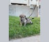 Murphy, a German Shepherd Dog and Labrador Retriever mix tested with EmbarkVet.com