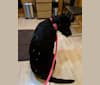 Kira, a Labrador Retriever tested with EmbarkVet.com
