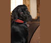 Maggie, a Bloodhound and Labrador Retriever mix tested with EmbarkVet.com